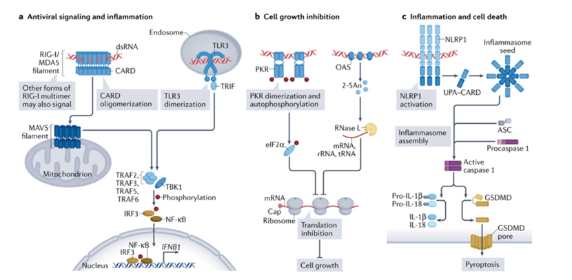 Cell signaling activated by dsRNA
