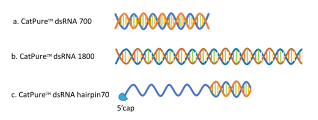 CatPure dsRNA