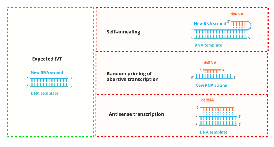 Diagram explaining three mechanisms of dsRNA formation during IVT. The expected IVT process produces a single-stranded RNA transcript from a DNA template. However, dsRNA impurities can form due to self-annealing (where the RNA strand folds back on itself), random priming of abortive transcription products, and antisense transcription (leading to unintended complementary RNA strands). dsRNA regions are highlighted in orange, showing their unintended formation.