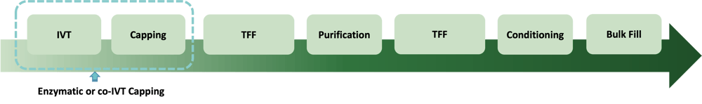 mRNA process